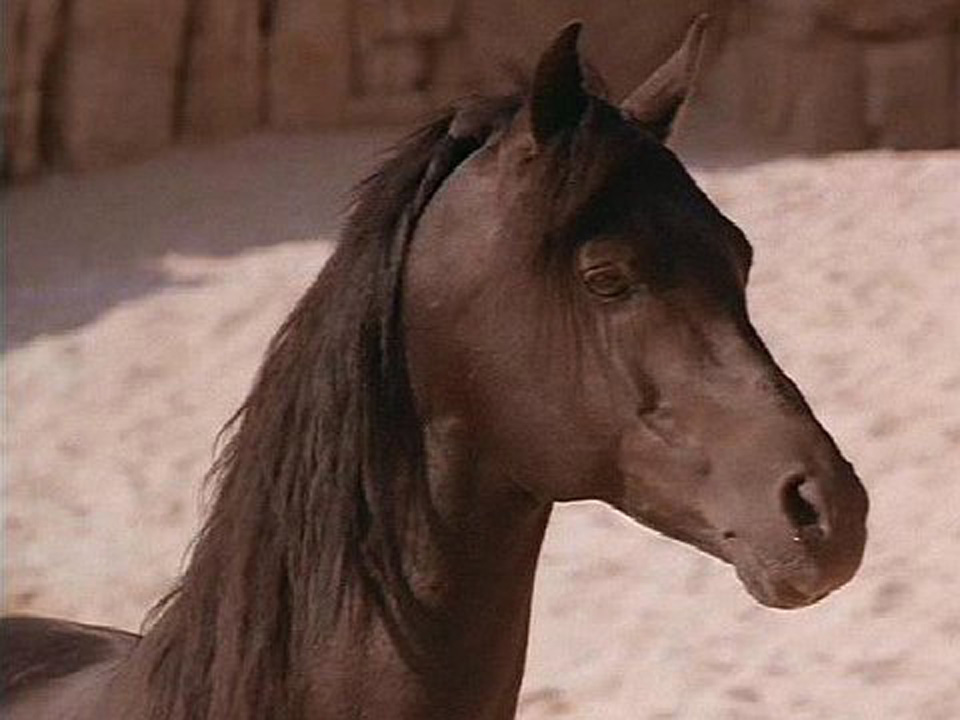 Cass Ole as seen in the film the Black Stallion